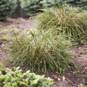 Tuja riasnatá (Thuja plicata) ´WHIPCORD´ - výška 15-25 cm, ∅ 30-40 cm, kont. C2L 